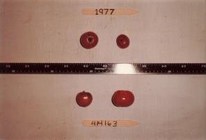 Click for 1 image(s) for this accession. FRUIT